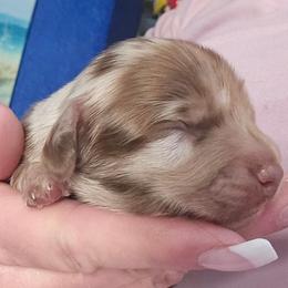Choc dapple boy 1 - Dapple male Dachshund puppy in Port Charlotte, Florida from Vicki's Dachshund Crossing
