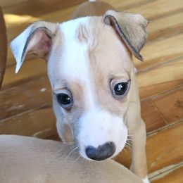 Peanut - Red fawn male Italian Greyhound puppy in Phillips, Maine from Maplewood Italian Greyhounds