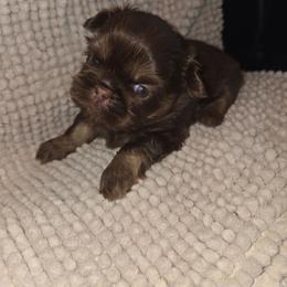 Zero - Chocolate and tan male Shih Tzu puppy in Fairview Park, Ohio from Sunshine Shih tzus