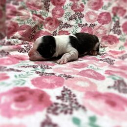 Rita - Black tri-color female Australian Shepherd puppy in Sedalia, Missouri from Affinity Aussies