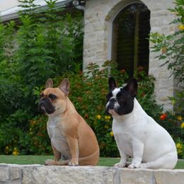 English Toy Spaniel and French Bulldog All Grown Up from Renaissance French Bulldogs and English Toy Spaniels