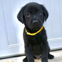 Boy 2 - Black male Labrador Retriever puppy in Disputanta, Virginia from Powells Creek Retreivers
