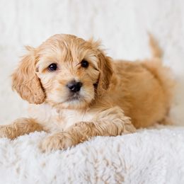 Carrie - Apricot Cavapoo puppy in New River, Arizona from Catella Cavaliers and Cavapoos