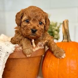 Pink - Red  female Goldendoodle puppy in Hesperia, Michigan from Red Acres Poodles & Doodles