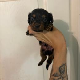 Benji - Black and tan male Dachshund puppy in Conroe, Texas from Dots Dachshunds