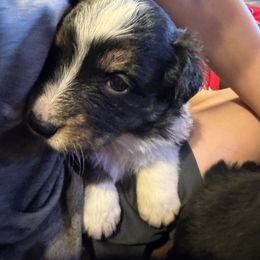 Australian Shepherd Puppies from Hayward aussies
