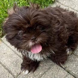 Shih Tzu Puppies from Debora's Shih Tzu