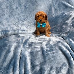 Rusty toy Goldendoodle - Red  male Poodle puppy in Tennessee Colony, Texas from Poodle an Doodles 3:16