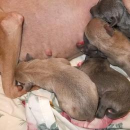 Italian Greyhound Puppies from Noblewinds