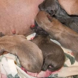 Italian Greyhound Puppies from Noblewinds