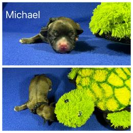 Michael - Red gold male Lhasa Apso puppy in Cincinnati, Ohio from Shangri-La Lhasa Apsos