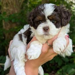 Coast - Liver and white male Shihpoo puppy in Coshocton, Ohio from Forever Family Puppies