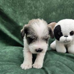 Hannah - Salt and pepper female Miniature Schnauzer puppy in Lebanon, Missouri from Sassy's Classy Canines