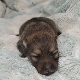 Girl 3 - Orange sable female Pomeranian puppy in Tulsa County, Oklahoma from CP Kennels