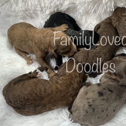 Goldendoodle Puppies from FamilyLoved Doodles