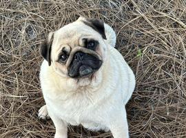 Pug puppy resting