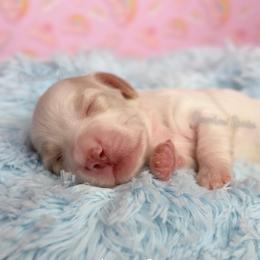 Malibu Ken - Cream male Dachshund puppy in Chandler, Arizona from Vonaducci Doxies, LLC.