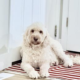 Bernedoodle and Goldendoodle Puppies from Rose canyon doodles