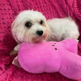 Saphire - Maltese