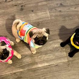 Great Pyrenees, Pekingese, and Pug Puppies from Triptych Kennels