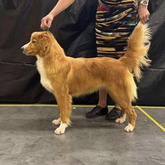 Ariel - Nova Scotia Duck Tolling Retriever