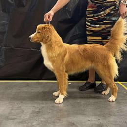 Ariel - Nova Scotia Duck Tolling Retriever