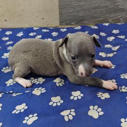 Valentina - White and blue female Italian Greyhound puppy in Dallas, Texas from Oremor's