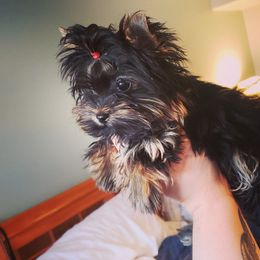 Chihuahua, French Bulldog, and Yorkshire Terrier Puppies from Royalty Tracks 👑🐾