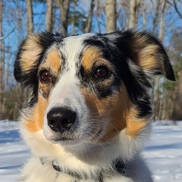 Miranda  - Australian Shepherd