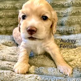 Audrey - Buff female Cocker Spaniel puppy in Sumter, South Carolina from Cocker Eclipse In Home Kennel