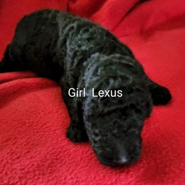Lexus - Poodle puppy in Burleson, Texas from Patriotic Poodles