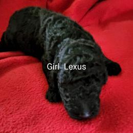 Lexus - Poodle puppy in Burleson, Texas from Patriotic Poodles