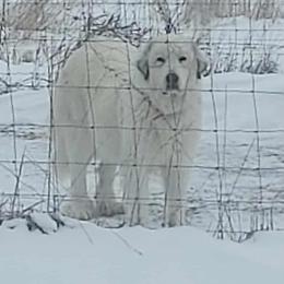 Maggie - Great Pyrenees