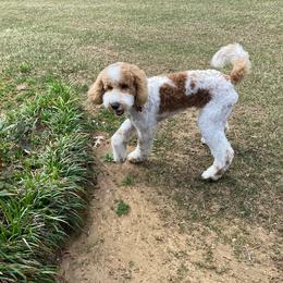 Goldendoodle and Poodle Puppies from Ninnie's Doodles