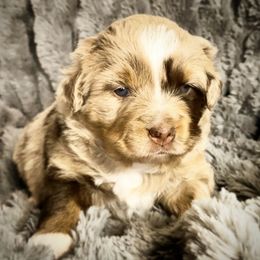 Australian Shepherd Puppies from Lost Coast Aussies