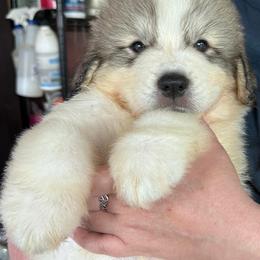 Chewie - White and badger male Great Pyrenees puppy in Murfreesboro, Tennessee from Storybook Tails Farm