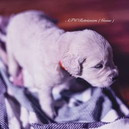 Goose (Placement 2) - Light golden male Golden Retriever puppy in Murfreesboro, Tennessee from ATW Retrievers