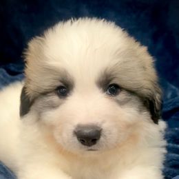 LEGEND Red collar male - White and badger male Great Pyrenees puppy in Fair Grove, Missouri from Allen Wags & Woolies