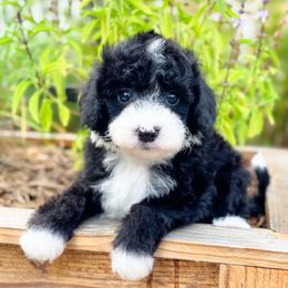 Scarecrow - Black and white male Sheepadoodle puppy in Wharton, Texas from Little Fur Friends