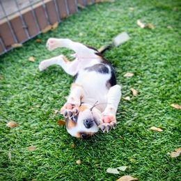 Girl 1- Love - Black tan and white female Beagle puppy in Bell, Florida from Pridgeon Kennels
