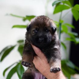 Cora - Sable female German Shepherd puppy in Coarsegold, California from Yosemite Shepherds