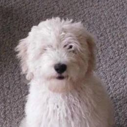 Australian Labradoodles from Delaware Doodles
