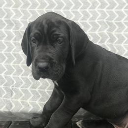 Great Dane Puppies from Country Danes