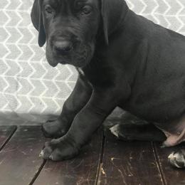 Great Dane Puppies from Country Danes