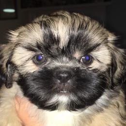 Shih Tzu Puppies from Margorie Howe