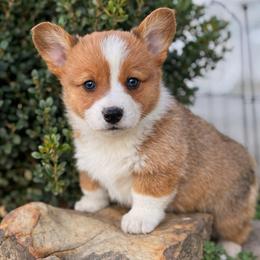 Fig - Red male Pembroke Welsh Corgi puppy in Beggs, Oklahoma from Blue Diamond Corgi’s