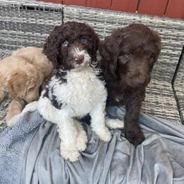 Labradoodle Puppies from CC Labradoodles