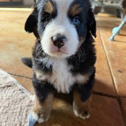 Charlie (green boy) - Black rust and white male Bernese Mountain Dog puppy in Mora, New Mexico from Berners of New Mexico