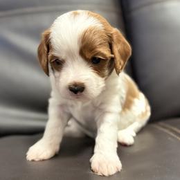 Poppy (Red) - Parti female Goldendoodle puppy in Twin Falls, Idaho from Magic Valley Family Doodles