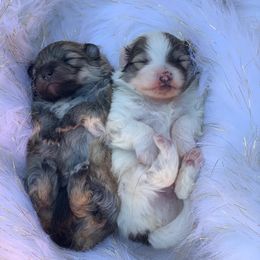 Pomeranian Puppies from BD Poms